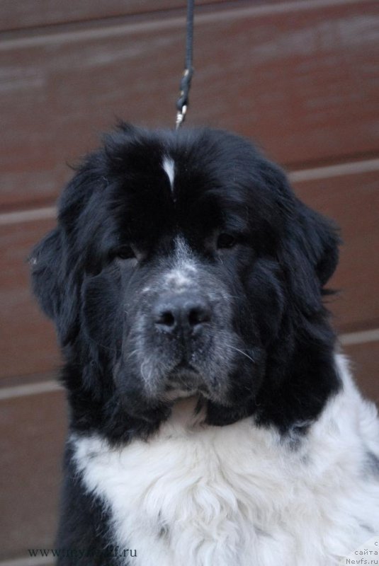 Фото: ньюфаундленд Sent Djons Viva Viktoria (Сент Джонс Вива Виктория)