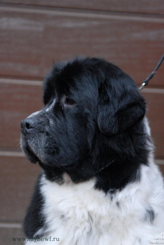 Фото: ньюфаундленд Sent Djons Viva Viktoria (Сент Джонс Вива Виктория)