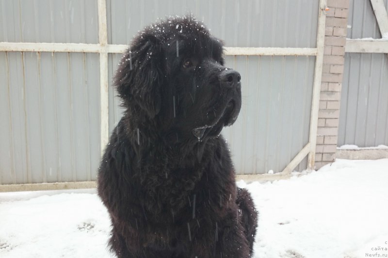 Фото: ньюфаундленд Chernaya Mafia Shrodinger Theory (Черная Мафия Шродингер Тхеору)