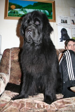 Фото: ньюфаундленд Drive Me Crazy of Apachee's Home