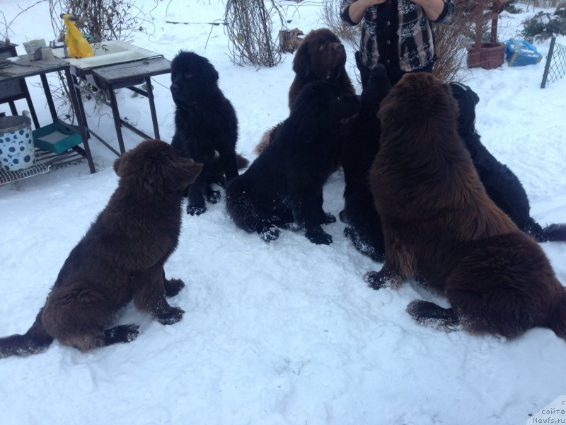 Фото: Elena SHmeleva (Елена Шмелева), ньюфаундленд Charli The Best Helfi Pel (Чарли Де Бест Хелфи Пэл), ньюфаундленд Charmer Denkam Bronze (Чармер Денкам Бронз), ньюфаундленд Mercedes Vialiki Miadzvedz (Мерседес Вялiкi Мядзведзь), ньюфаундленд Brownblood MSK Helfi Best Armani (Браунблад МСК Хелфи Бэст Армани), ньюфаундленд Brownblood MSK Harricane Higgins (Браунблад МСК Харрикейн Хиггенс), ньюфаундленд Brownblood MSK Hrica Hacket Ollen (Браунблад МСК Хриса Хаккет Оллен)