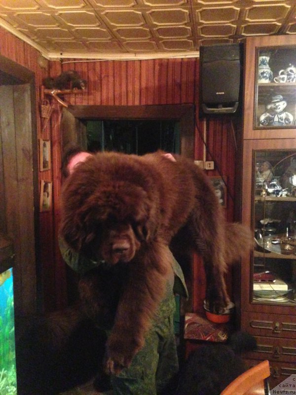 Фото: ньюфаундленд Charli The Best Helfi Pel (Чарли Де Бест Хелфи Пэл)