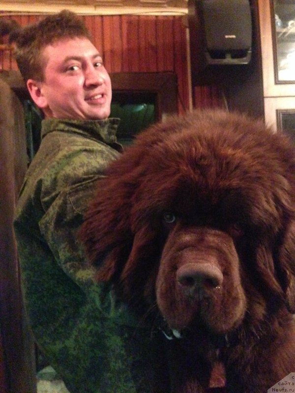 Фото: ньюфаундленд Charli The Best Helfi Pel (Чарли Де Бест Хелфи Пэл)