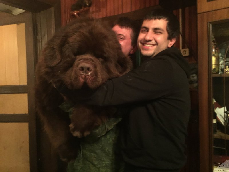 Фото: Vladimir Hachatryan (Владимир Хачатрян), ньюфаундленд Charmer Denkam Bronze (Чармер Денкам Бронз)