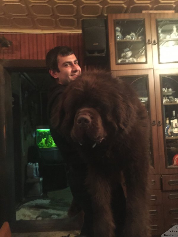 Фото: Vladimir Hachatryan (Владимир Хачатрян), ньюфаундленд Charmer Denkam Bronze (Чармер Денкам Бронз)