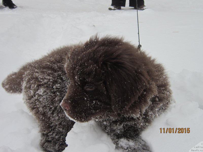 Фото: ньюфаундленд Vereskovyj Mjod s Berega Dona (Вересковый Мёд с Берега Дона)