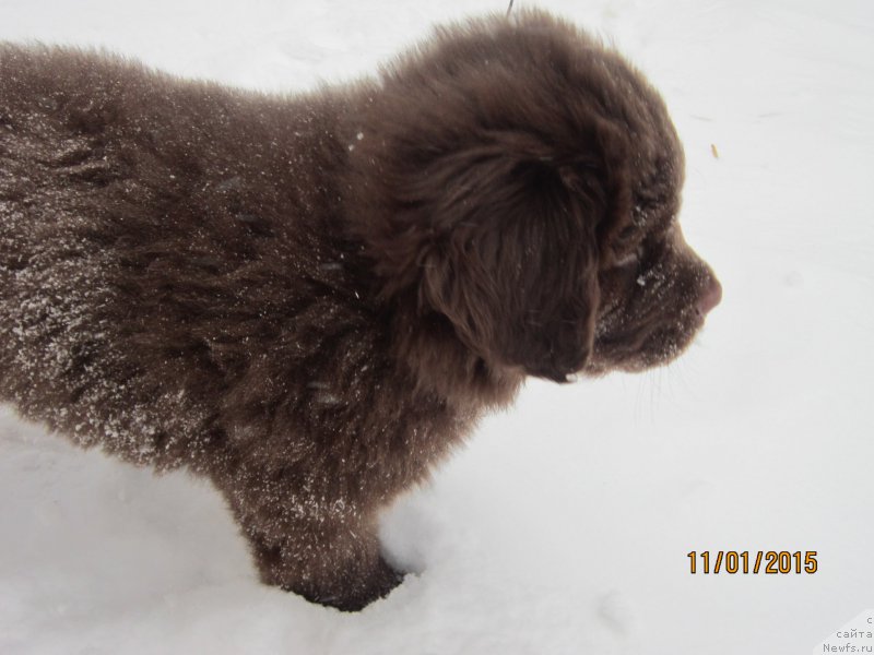 Фото: ньюфаундленд Vereskovyj Mjod s Berega Dona (Вересковый Мёд с Берега Дона)