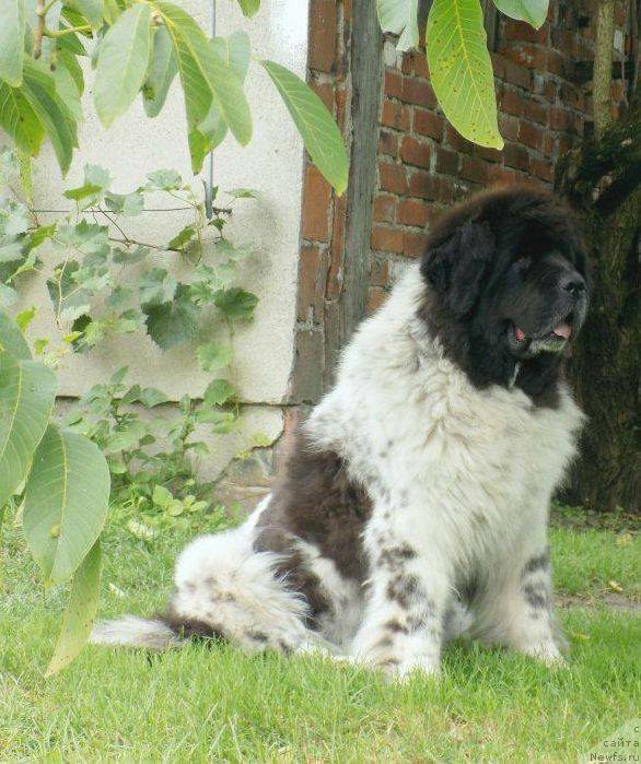 Фото: ньюфаундленд Diretissima Duet Wichrowe Laki