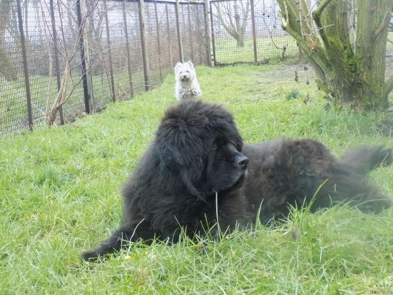 Фото: ньюфаундленд Warta Lida Wichrowe Laki