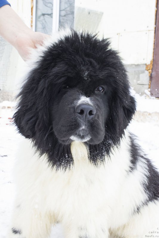 Фотография № 172586