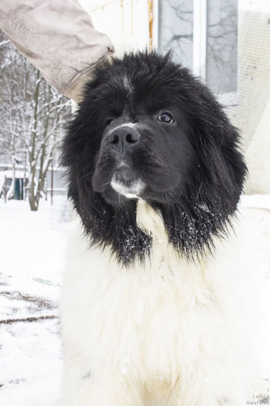 Фотография № 172587