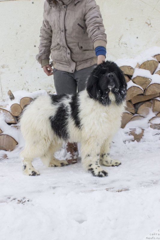 Фотография № 172589