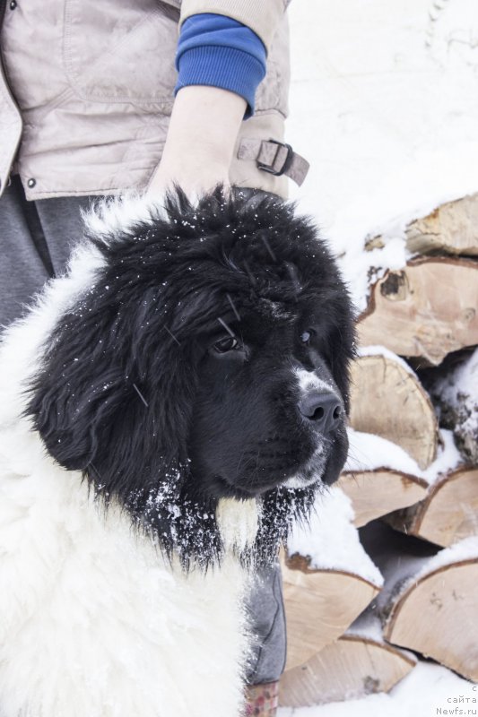 Фотография № 172590