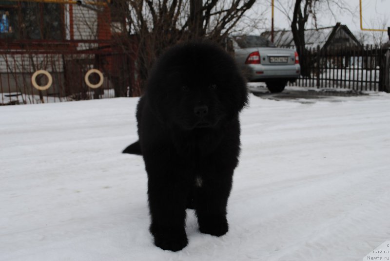 Фото: ньюфаундленд Moya Stikhiya Iksiya Elli Surprise (Моя Стихия Иксия Элли Сюрпрайз)