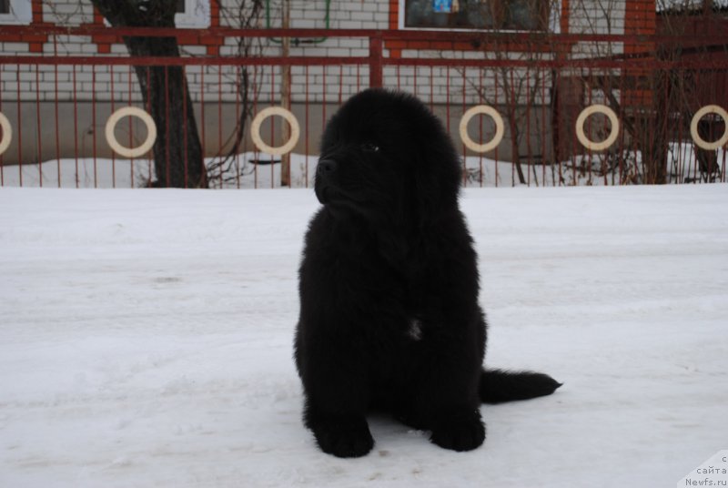 Фото: ньюфаундленд Moya Stikhiya Iksiya Elli Surprise (Моя Стихия Иксия Элли Сюрпрайз)