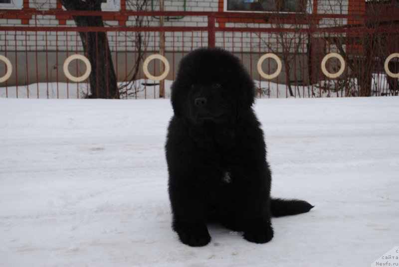 Фото: ньюфаундленд Moya Stikhiya Iksiya Elli Surprise (Моя Стихия Иксия Элли Сюрпрайз)