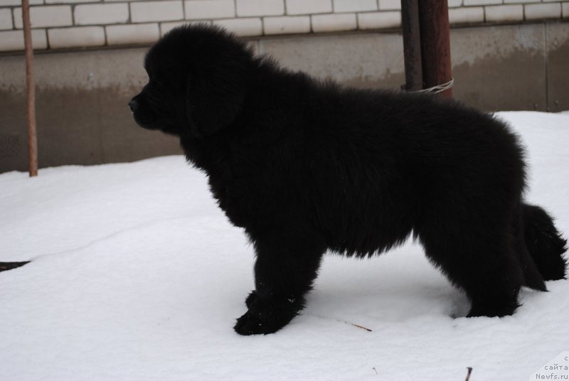 Фото: ньюфаундленд Moya Stikhiya Iksiya Elli Surprise (Моя Стихия Иксия Элли Сюрпрайз)