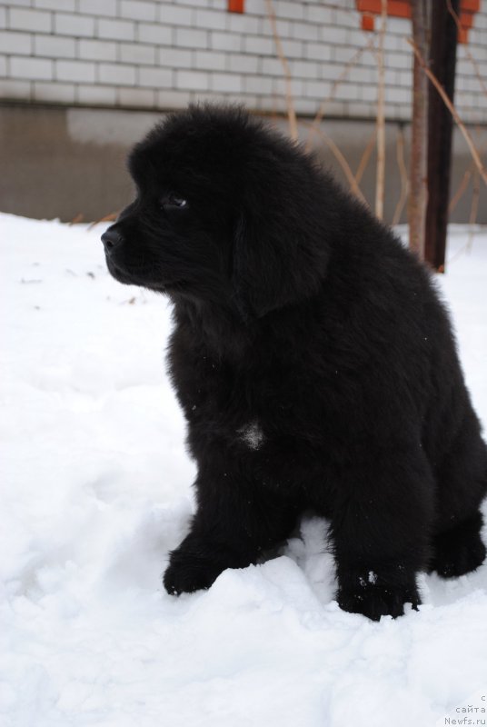 Фото: ньюфаундленд Moya Stikhiya Iksiya Elli Surprise (Моя Стихия Иксия Элли Сюрпрайз)