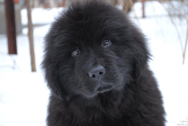 Фото: ньюфаундленд Moya Stikhiya Iksiya Elli Surprise (Моя Стихия Иксия Элли Сюрпрайз)