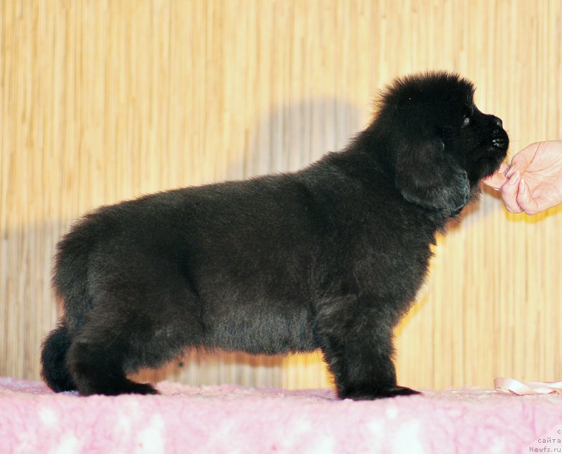 Фото: Бегущая по волнам Анаис-Анаис