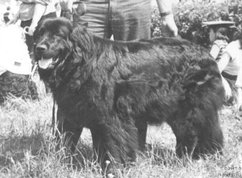 Фото: ньюфаундленд Perle Lair (Перле Лаир)