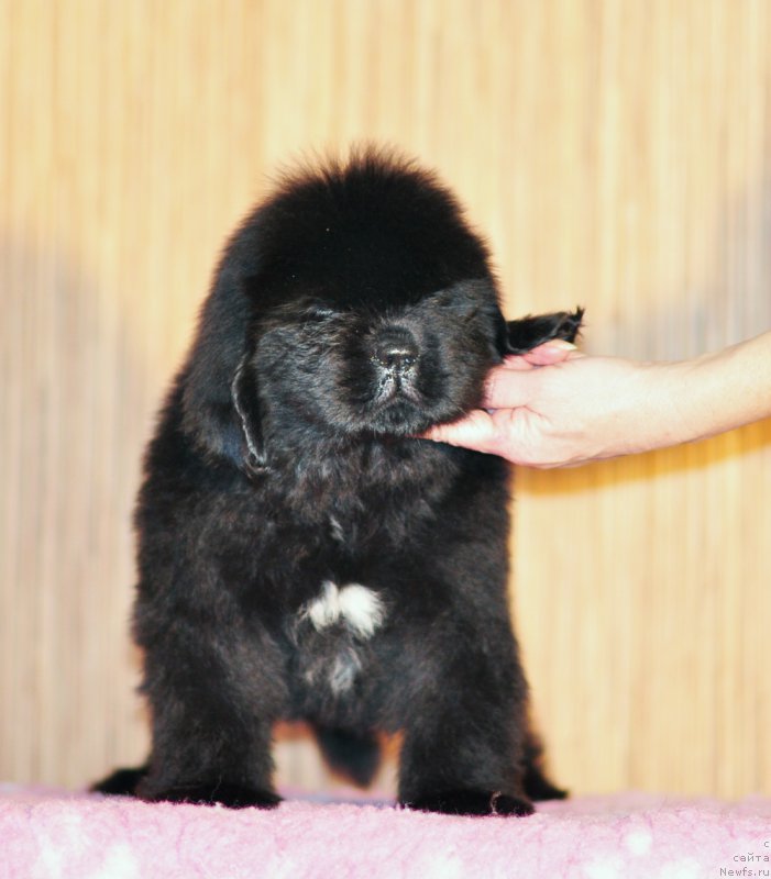 Фото: Бегущая по волнам Анаис-Анаис