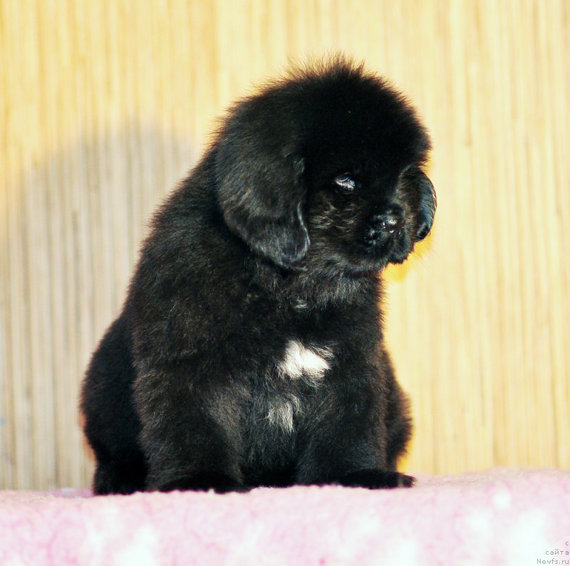 Фото: Бегущая по волнам Анаис-Анаис