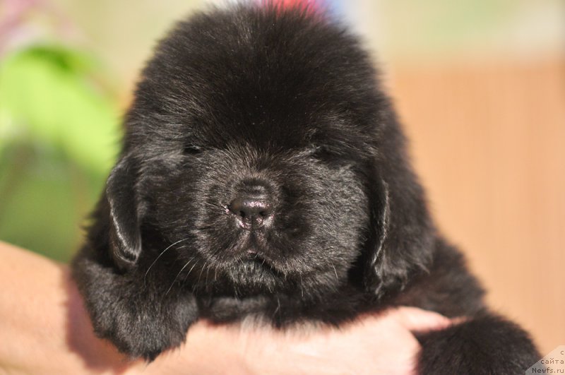 Фото: Бегущая по волнам Анаис-Анаис