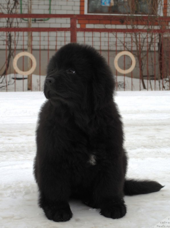 Фото: ньюфаундленд Moya Stikhiya Iksiya Elli Surprise (Моя Стихия Иксия Элли Сюрпрайз)