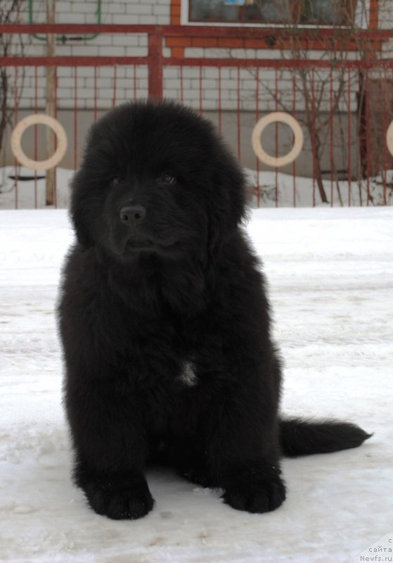 Фото: ньюфаундленд Moya Stikhiya Iksiya Elli Surprise (Моя Стихия Иксия Элли Сюрпрайз)