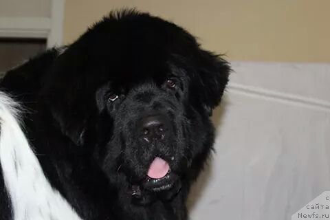 Фото: ньюфаундленд Plushevaya Panda Ferrero Rond Noir (Плюшевая Панда Ферреро Ронд Нуар)