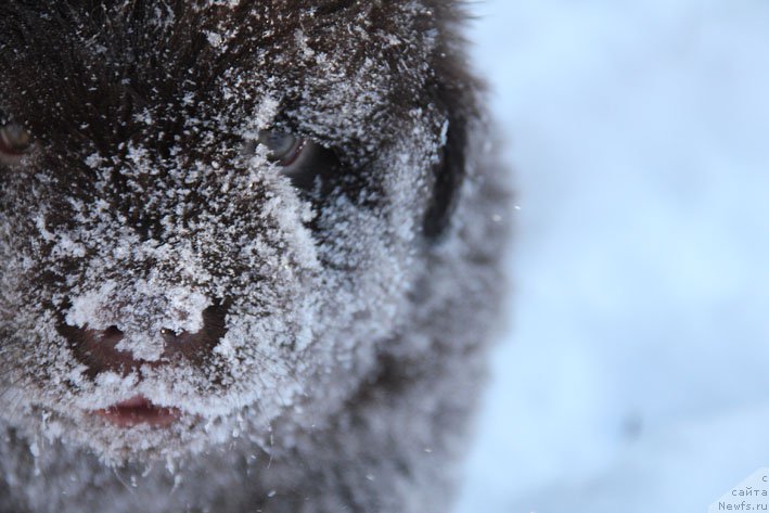 Фото: ньюфаундленд Gvardeec s Berega Dona (Гвардеец с Берега Дона)