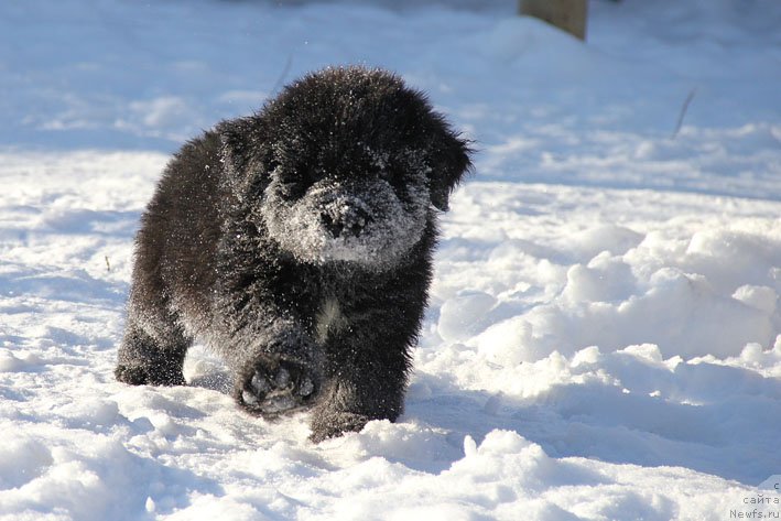 Фото: ньюфаундленд Gusar s Berega Dona (Гусар с Берега Дона)