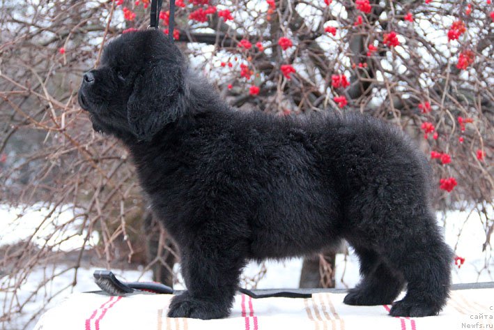 Фото: ньюфаундленд Grenader s Berega Dona (Гренадер с Берега Дона)