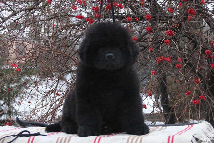 Фото: ньюфаундленд Grenader s Berega Dona (Гренадер с Берега Дона)