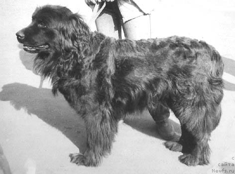 Фото: ньюфаундленд Patriciya (Патриция)