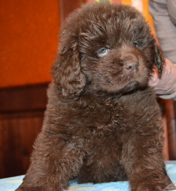 Фотография № 172730