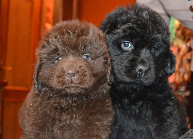 Фотография № 172735