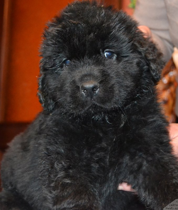 Фото: ньюфаундленд Peley Kleve Lyed (Пелей Клеве Лэд)