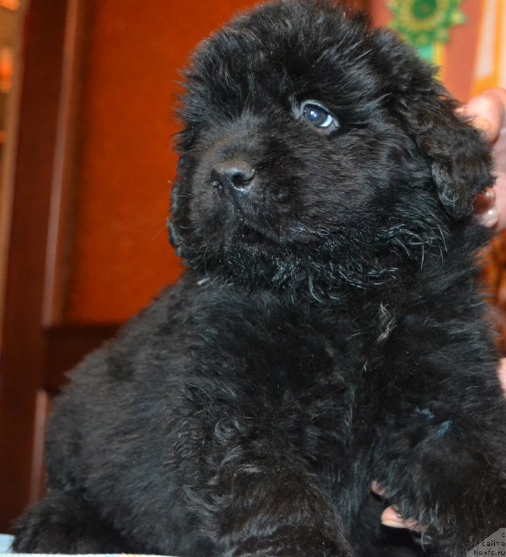 Фото: ньюфаундленд Peley Kleve Lyed (Пелей Клеве Лэд)