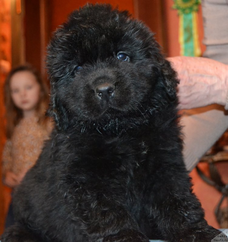 Фото: ньюфаундленд Protey Braveri Hartc (Протей Бравери Хартц)