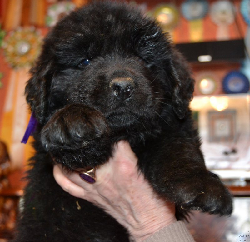 Фото: ньюфаундленд Peley Kleve Lyed (Пелей Клеве Лэд)