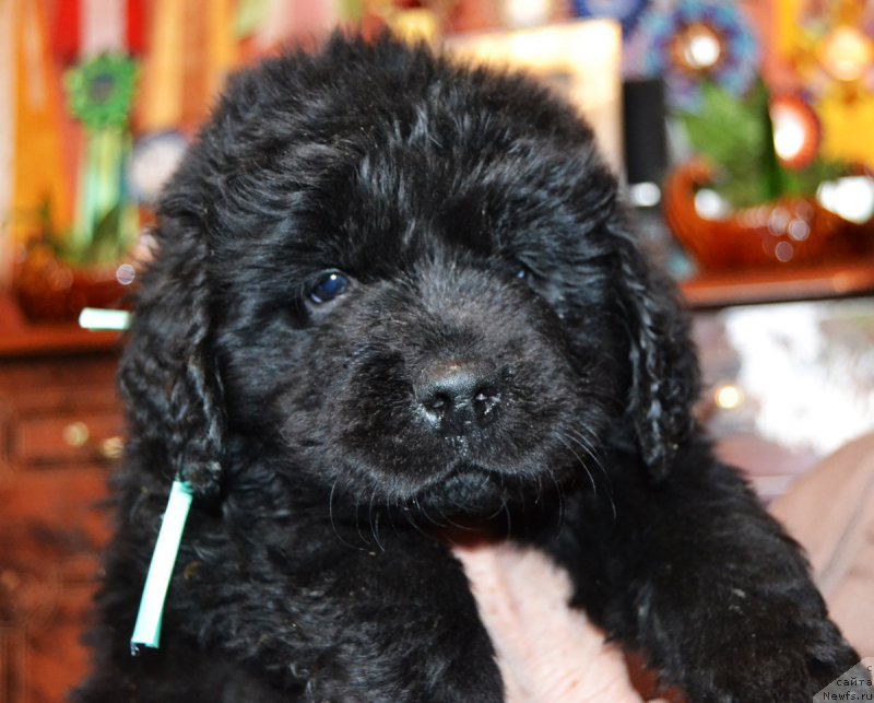 Фото: ньюфаундленд Protey Braveri Hartc (Протей Бравери Хартц)