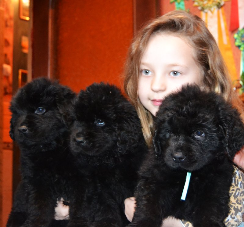 Фото: ньюфаундленд Peley Kleve Lyed (Пелей Клеве Лэд), ньюфаундленд Persey Revayva Kid (Персей Ревайва Кид), ньюфаундленд Protey Braveri Hartc (Протей Бравери Хартц)