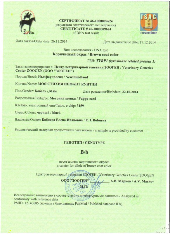 Фото: ньюфаундленд Moya Stihiya Infantum Kuitmi (Моя Стихия Инфантум Куитми)