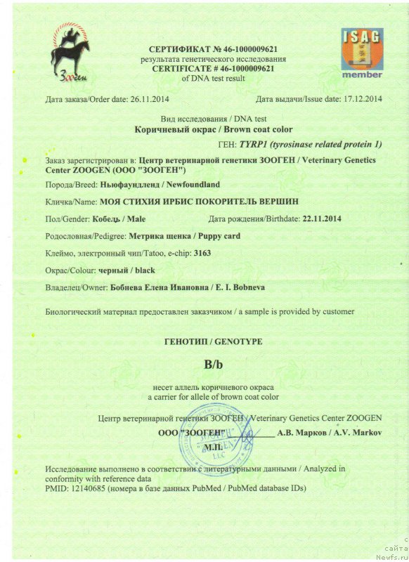 Фото: ньюфаундленд Moya Stihiya Irbis Pokoritel' Vershin (Моя Стихия Ирбис Покоритель Вершин)