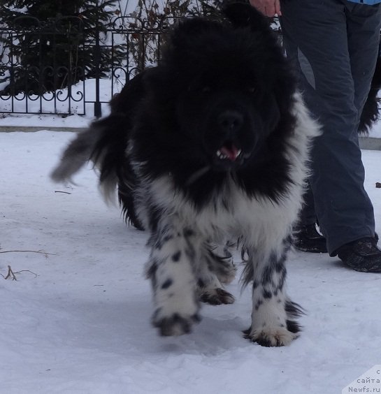 Фото: ньюфаундленд N'yufort YEliss (Ньюфорт Элисс)