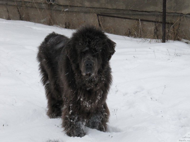 Фото: ньюфаундленд Dyurbahler Klab Al'faretta Vin'etta (Дюрбахлер Клаб Альфаретта Виньетта)