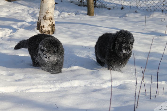Фото: ньюфаундленд Gusar s Berega Dona (Гусар с Берега Дона), ньюфаундленд Grenader s Berega Dona (Гренадер с Берега Дона)