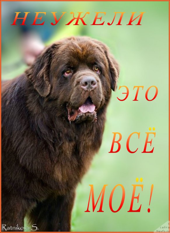 Фото: ньюфаундленд Charmer Denkam Bronze (Чармер Денкам Бронз)